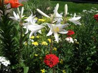 Lilie bělostná (Lilium candidum) Lilie bělostná (Lilium candidum)