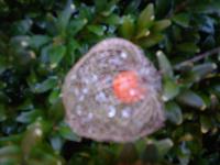 Mochyne židovská, po zimě (Physalis alkekengi)