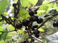 Černý rybíz (Ribes nigrum)