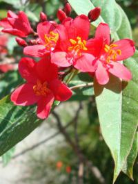 Dávivec (Jatropha integerrima)