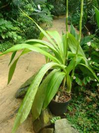 Phaius (Phaius tankervilleae)