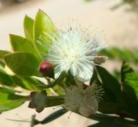 Myrta obecná (Myrtus communis)
