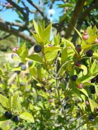 Myrta obecná (Myrtus communis)