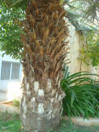 Brahea modravá (Brahea armata)