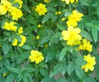 Jasmín Mesnyův (Jasminum mesnyi)