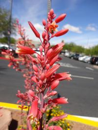 Juka červená (Hesperaloe parviflora)