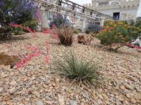 Juka červená (Hesperaloe parviflora)