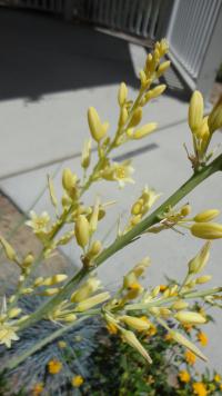 Juka červená (Hesperaloe parviflora)