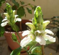 Adatoda léčivá (Justicia adhatoda)