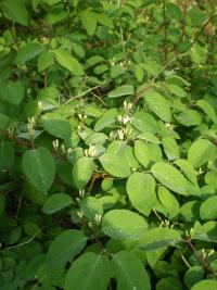 Zimolez obecný - větévka (Lonicera xylosteum)