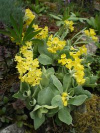 Prvosenka pýřitá (Primula x pubescens)