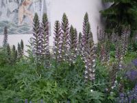 Paznehtník uherský (Acanthus hungaricus)