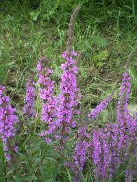 Vrbica vŕbolistá (Lythrum salicaria)