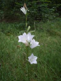 Zvonek broskvolistý 'Alba' (Campanula persicifolia)