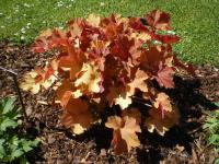 Dlužicha 'Evergold' (Heuchera)