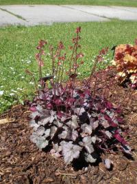 Dlužicha 'Blueberry Muffin' (Heuchera)