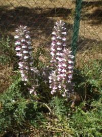 Paznehtník ostnitý (Acanthus spinosus)