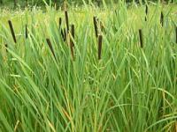 Orobinec širokolistý (Typha latifolia)