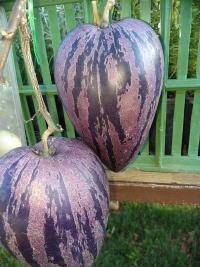 Lilek pepino 'Pepíno Gold' v modré barvě (Solanum muricatum)