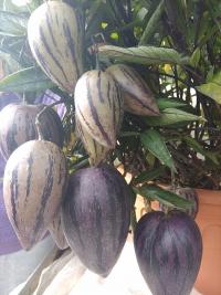 Lilek pepino 'Pepíno Gold' v modré barvě (Solanum muricatum)