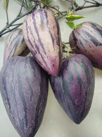 Lilek pepino 'Pepíno Gold' v modré barvě (Solanum muricatum)