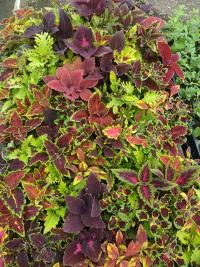 Pochvatec šišákovitý (Plectranthus scutellarioides)