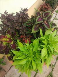 Pochvatec šišákovitý (Plectranthus scutellarioides)