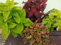 Pochvatec šišákovitý (Plectranthus scutellarioides)