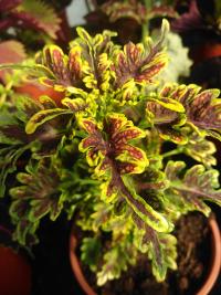 Pochvatec šišákovitý (Plectranthus scutellarioides)