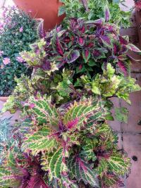 Pochvatec šišákovitý (Plectranthus scutellarioides)