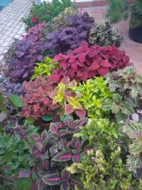 Pochvatec šišákovitý (Plectranthus scutellarioides)