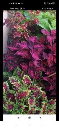 Pochvatec šišákovitý (Plectranthus scutellarioides)