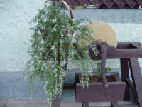 Rozmarýna lékařská (Rosmarinum officinalis)