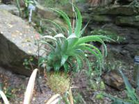 Ananasovník (Ananas nanus)