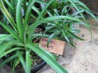 Ananasovník (Ananas nanus)