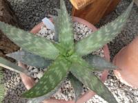 Aloe (Aloe maculata)