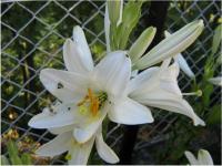 Lilie bělostná (Lilium candidum) Lilie bělostná (Lilium candidum)