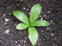 Lilie bělostná (Lilium candidum) Lilie bělostná (Lilium candidum)