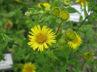 Blešník úplavičný (Pulicaria dysenterica)