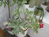 Adénium tučné (Adenium obesum)