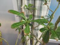 Adénium tučné (Adenium obesum)