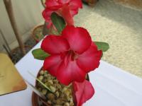 Adénium tučné (Adenium obesum)