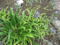 Hořec velkolistý (Gentiana macrophylla)