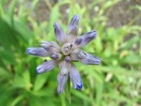 Hořec velkolistý (Gentiana macrophylla)