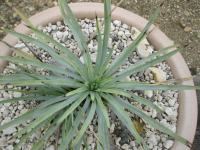 Juka (Yucca whipplei)