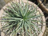 Juka (Yucca whipplei)