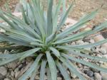 Juka (Yucca whipplei)