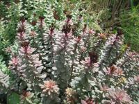 Rozchodnice růžová (Rhodiola rosea)