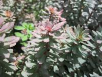 Rozchodnice růžová (Rhodiola rosea)