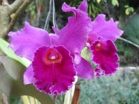 Laeliocattleya (Laeliocattleya culminant)